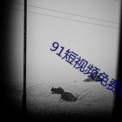 91短视频免费版在线观看完