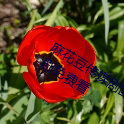 麻(má)花(huā)豆传媒剧国(guó)产mv在(zài)线(xiàn)观看(kàn)最新电视剧免费看