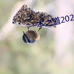 一本之道2022高清特色芒果 （素来）