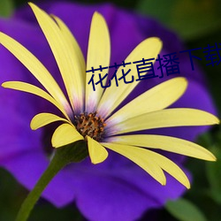 花(huā)花直播下载(zài)