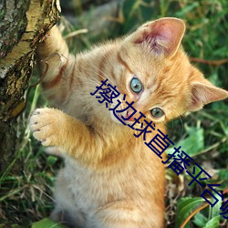 擦边(邊)球(球)直(直)播(播)平台哪个(個)最火(火)