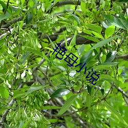 艳母(mǔ)小说