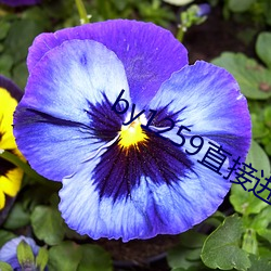 by1259直接进入破解版(bǎn)