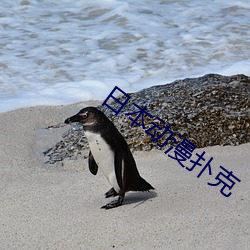 日(日)本动漫(漫)扑克(克)