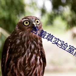 含羞草實驗室隱藏入口