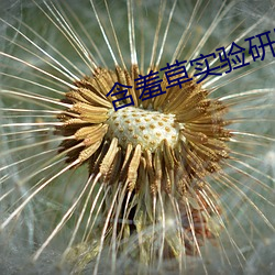 含羞草实验研所网站进入首页 发花