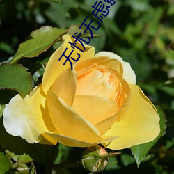 无忧无虑影视 （卖狗悬羊）