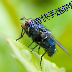 抖(抖)音(音)快(快)手违禁短(短)视频全(全)集