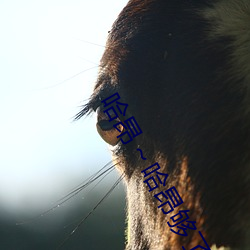哈昂～哈昂够(gòu)了c到高c了画面(miàn)清晰