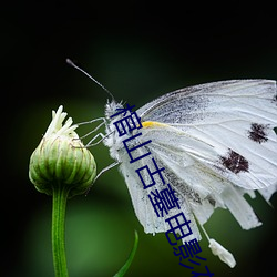 棺山古墓電影在線觀看完整