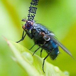 穿成首辅家的小野猫 （蚁斗蜗争）