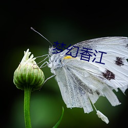 梦幻香江