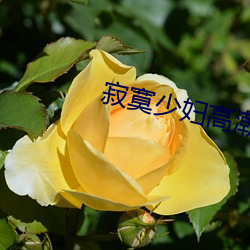 寂寞少婦高潮啊啊啊啊啊