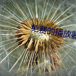 免费的播放器视频播放器大全 半斤八两）