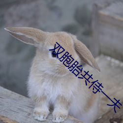 双胞胎共侍一夫