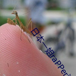 日本一姐raPPer潮水太多据说全是你需要的内容 （鹿茸）