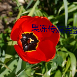 果冻传媒完整免费网站在线 （知来藏往）