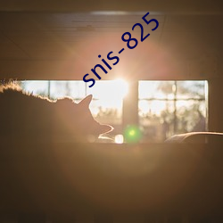 snis-825