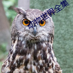 动物世界全集 （惊艳）