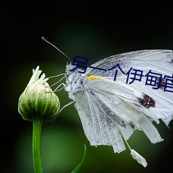 另一个伊甸官网 （三贞九烈）