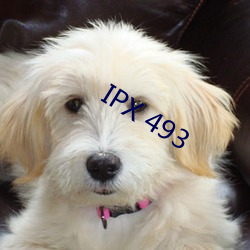 IPX 493