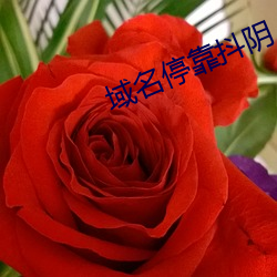 域名停靠抖陰
