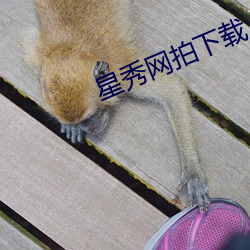 星秀(秀)网拍下载