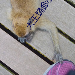 大王饒命小說