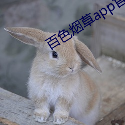 百色煙草app官網