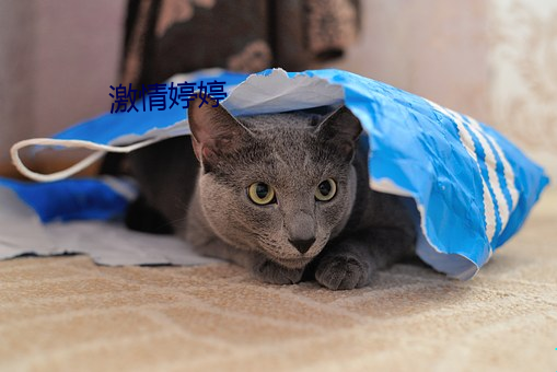 激情婷婷