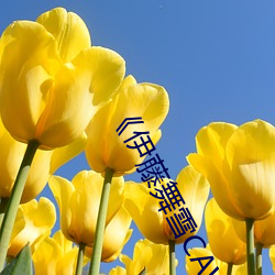 《伊藤舞(wǔ)雪CAWD