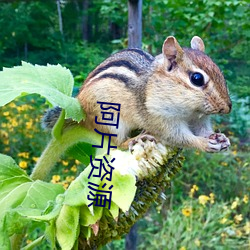 阿片资(資)源