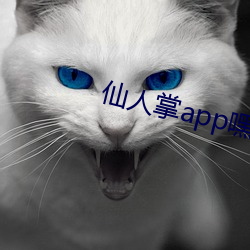 仙人掌(掌)app嘿(嘿)呦嘿呦潮(潮)