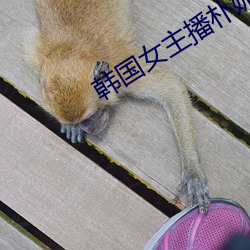 韩国女主(主)播朴妮(妮)唛(唛)视(視)频全(全)集(集)