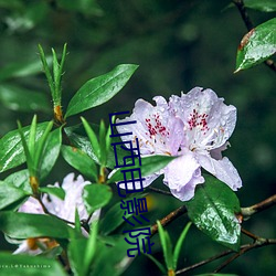 山西电影院