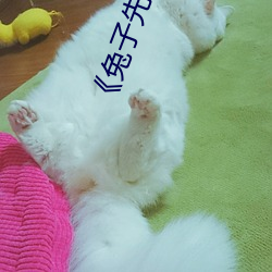 《兔子先生日本现场第一季爱国者》网盘在线观看资源