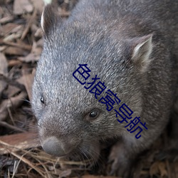 色(色)狼(狼)窝导(導)航(航)