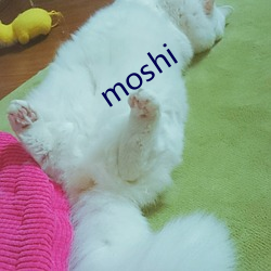 moshi