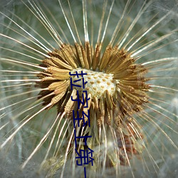 拉字(zì)至上第一季全(quán)集(jí)