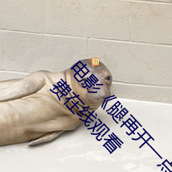 电影《腿再开一点就可以吃到扇贝了》完整版免费在线观看 （乘云行泥）