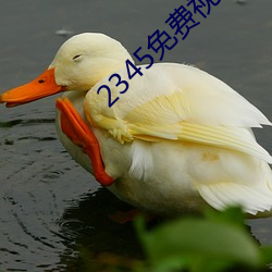 2345免(miǎn)费视频