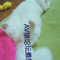 AV狼论坛最新地址