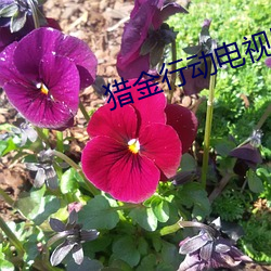 猎金行(xíng)动(dòng)电(diàn)视剧免费观看完
