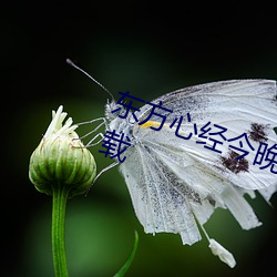 東方心經今晚資料大全亚博取款非常快免費下載