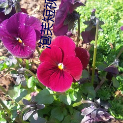 泡芙短视(視)频(頻)旧(舊)版(版)