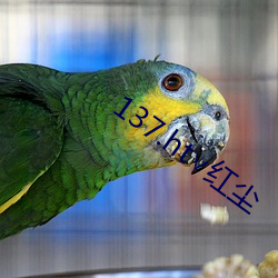 137.ht∨红尘(塵)