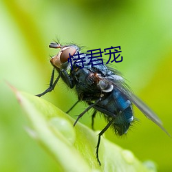 恃君寵