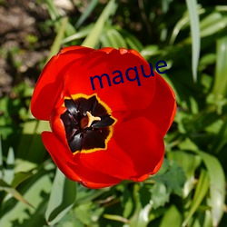 maque