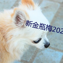 ½ƿ÷2023 ࣩ