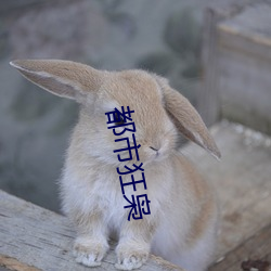 都(dōu)市狂枭